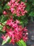 Detail of a group of red Lucky Star flowers. Detalle de un grupo de flores Pentas de color rojo