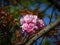 Detail of group of small pink blooming blossoms.