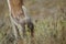 Detail of a guanaco Lama guanicoe grazing.