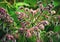 Detail hairy twig Borago