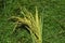 Detail of a handful of harvested rice