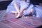 Detail of hands of female classical ballet dancer sitting on the floor putting on her slippers, wearing a white tutu
