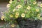 Detail of hanging basket