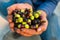 Detail of harvested fresh olives in the hands of farmer view frontal