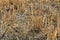 Detail of harvested grain field, stubble after harvest