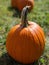 Detail of a harvested pumpkin in early autumn