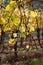 Detail of harvested vine yard with yellow autumn leaves in south styria near Ehrenhausen