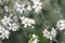 Detail of hawthorn white flowers