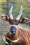 The detail of the head of bongo Tragelaphus eurycerus with huge horns and ears and green and yellow background