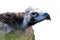 Detail of the head of cinereous vulture Aegypius monachus or black vulture, monk vulture, or eurasian black vulture with