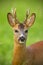 Detail of head of curious roe deer buck in wild