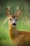 Detail of head of curious roe deer buck in wild