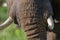 Detail of the head and an elephant tusk. Africa. Kenya. Tanzania. Serengeti. Maasai Mara.