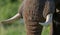 Detail of the head and an elephant tusk. Africa. Kenya. Tanzania. Serengeti. Maasai Mara.