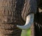 Detail of the head and an elephant tusk. Africa. Kenya. Tanzania. Serengeti. Maasai Mara.