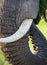 Detail of the head and an elephant tusk. Africa. Kenya. Tanzania. Serengeti. Maasai Mara.