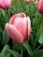 Detail of head of flowering tulip, Holland