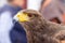 Detail of the head of a Harris\\\'s Hawk, Parabuteo unicinctus, formerly known as the bay-winged or dusky hawk,