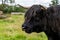 Detail on a head of Highland Scottish cow Hielan coo, Bo Ghaidhealach in Scotland