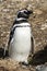 Detail of a head of Magellanic penguin from Magdalena island in Chile