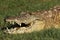 The detail of head of nile crocodile Crocodylus niloticus lying in the grass