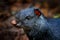 Detail head portrait of agouti. Black agouti, Dasyprocta fuliginosa, Baeza, Ecuador. Cute animal in the nature habitat, dark