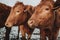 Detail of heads of two brown furry cows from the herd who are looking to the left in same direction