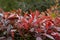 Detail of a hedge Photinia Red Robin red and green leaves on a bush branch, natural colorful background of leaves