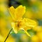 Detail of helianthemum grandiflorum