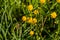 Detail of helianthemum grandiflorum on green meadow