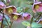 Detail of hellebore flower Helleborus niger in purple color in bloom are seen anthers in yellow color