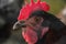 Detail of hen head behind mesh. Caged hens feed in hen-house on the traditional rural barnyard. Chickens sitting in henhouse