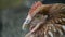 Detail of hen`s head. Hens feed on the traditional rural barnyard. Chickens sitting in henhouse. Close up shot of chicken standing