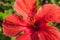 Detail of hibiscus flowe