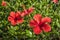 Detail of hibiscus flowe