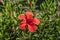 Detail of hibiscus flowe