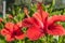 Detail of hibiscus flowe