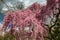 Detail of a Higan cherry tree in full blossom