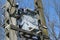 Detail of High voltage Power Transformer mounted on two concrete poles in forest - spring time