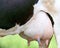 Detail of holstein cow udder