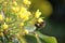 Detail of a honey bee collecting pollen. A small bee pollinates yellow flowers