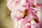 Detail of honey bee sitting on pink hyacinth