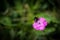 Detail of honeybee bumblebee in Alpen sitting on a pink violet eyelet flower close up macro