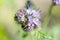 Detail of honeybee in Latin Apis Mellifera, european or western honey bee sitting on the violet or blue flower