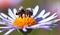 Detail of honeybee sitting on the violet flower