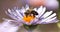 Detail of honeybee sitting on the violet flower