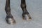 Detail of the hooves of a black horse