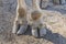 Detail of the hooves of a giraffe standing on a sandy path