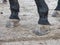 Detail horse feet on the grassy ground. Unshod hoof