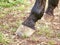 Detail horse feet on the grassy ground. Unshod hoof